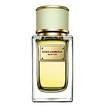 Velvet Pure perfume for Women by Dolce & Gabbana
