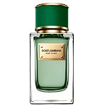 Velvet Cypress Unisex fragrance by Dolce & Gabbana