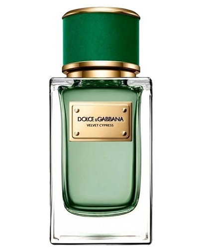 Velvet Cypress Fragrance by Dolce & Gabbana 2017 | PerfumeMaster.com