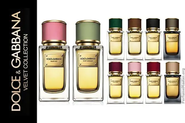 velvet bergamot by dolce & gabbana