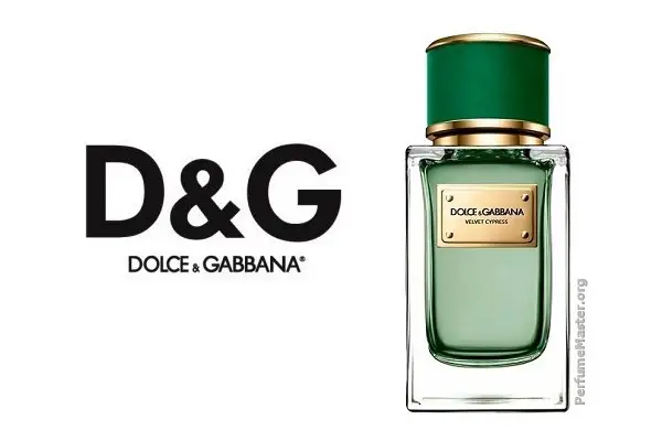 dolce & gabbana velvet cypress