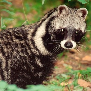 Civet