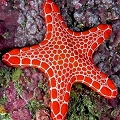 marine minerals