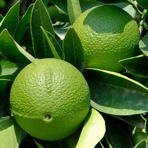 Bergamot