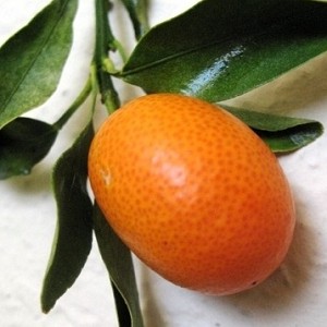 Kumquat