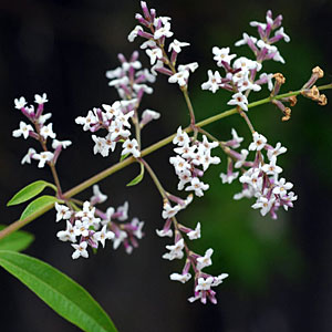 Lemon Verbena