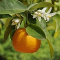 sour orange