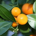 calamondin orange