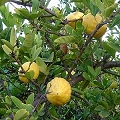 fragrant citrus