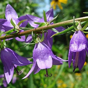 Bellflower