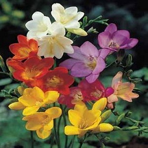 Freesia