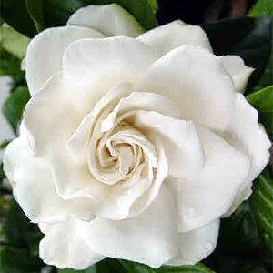 Gardenia