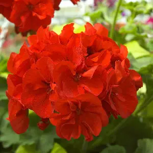 Geranium