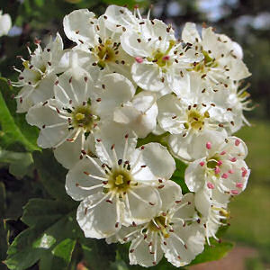 Hawthorn