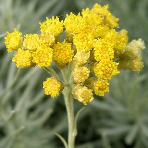 Immortelle