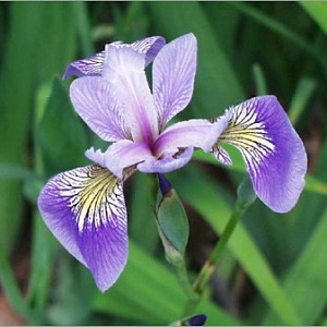 Iris