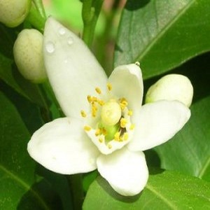 Neroli