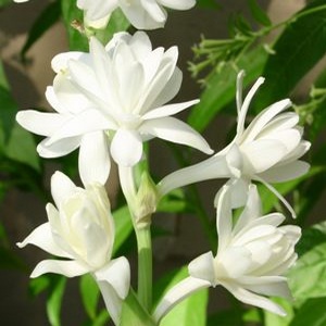Night Blooming Jasmine