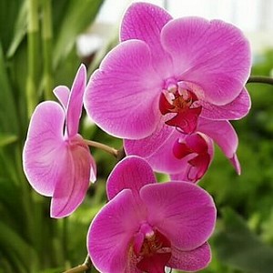 Orchid