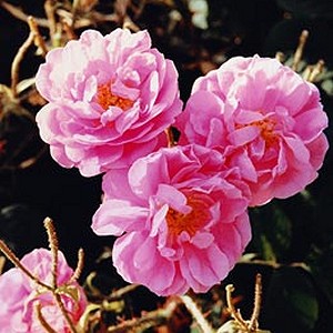 Turkish Rose