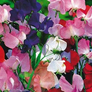 sweet pea fragrance notes