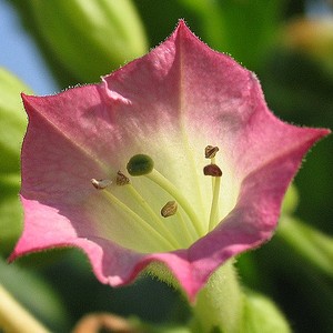 Tobacco Blossom
