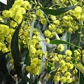 acacia thorntree
