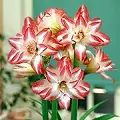 belladonna lily