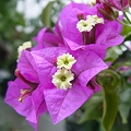 bougainvillea