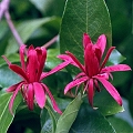 sweet shrub