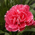 carnation