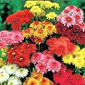 chrysanthemum