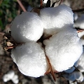 mallow cotton flower