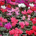 cyclamen flower