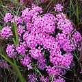 daphne