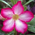 adenium desert rose