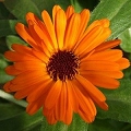 calendula