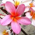 plumeria