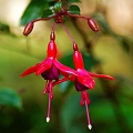 fuchsia