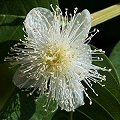 guava blossom