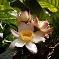 Gustavia flower