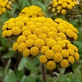 helichrysum