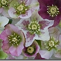 hellebore
