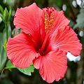 hibiscus mallow
