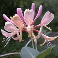 honeysuckle