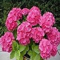 hydrangea