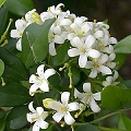 jasmine