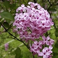 lilac