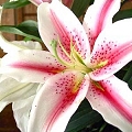 lilium