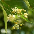 tilia